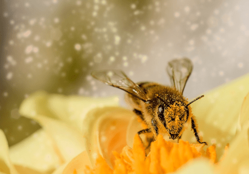Bees Are Bouncing Back From Colony Collapse Disorder