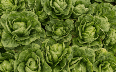 Blockchain isn’t just For Bitcoin! Walmart requires lettuce, spinach suppliers to join Blockchain to improve Food Safety