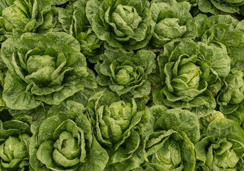 Blockchain isn’t just For Bitcoin! Walmart requires lettuce, spinach suppliers to join Blockchain to improve Food Safety